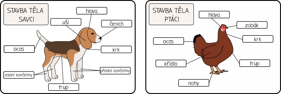 STAVBA TĚLA